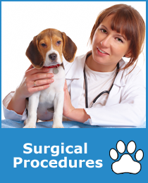 Pet Surgical Procedures