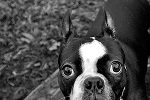 Pet Veterinary Services
