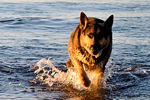 Pet Veterinary Services