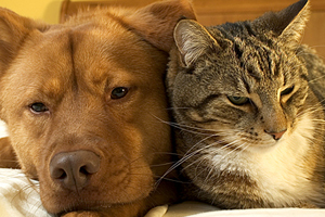 Pet Veterinary Services