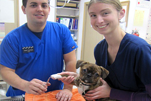 Pet Veterinary Services