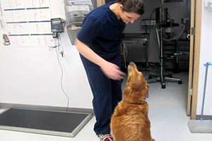 Pet Veterinary Services