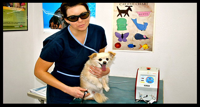 Pet Veterinary Services