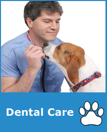 Pet Dental Care Sammamish